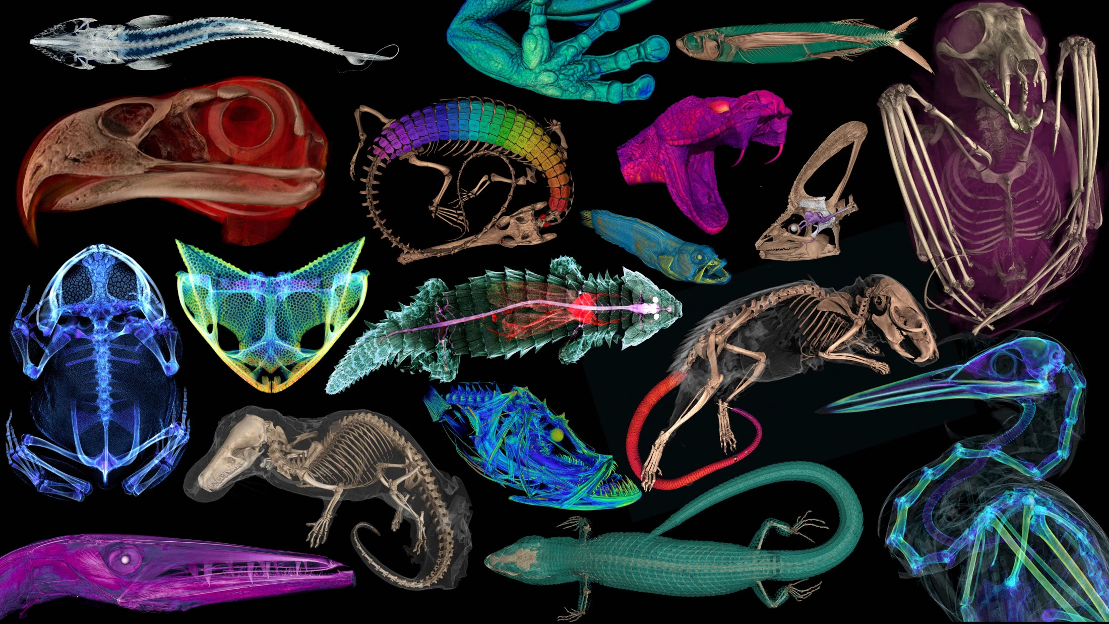 Scientists CT scanned thousands of natural history specimens, which you can access for free