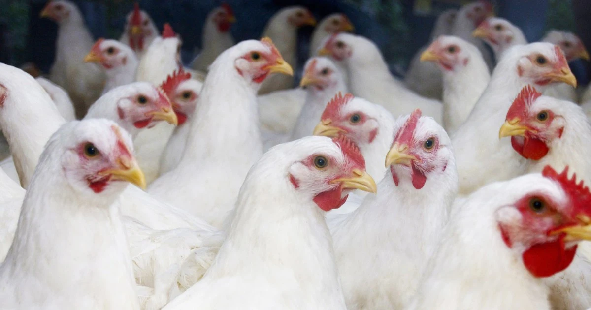 Person hospitalized with bird flu in Missouri had no contact with animals, raising anxiety among experts