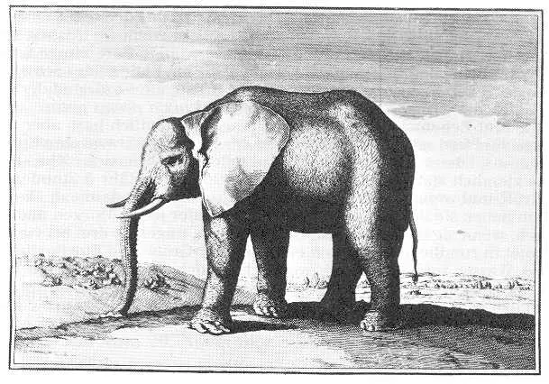 Louis XIV's elephant - Wikipedia