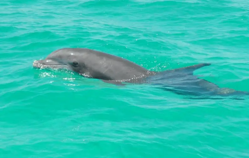 Dead Florida dolphin was infected with highly pathogenic bird flu