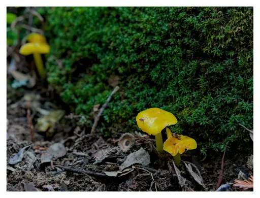 Some yellow mushrooms in front of a wall of green moss