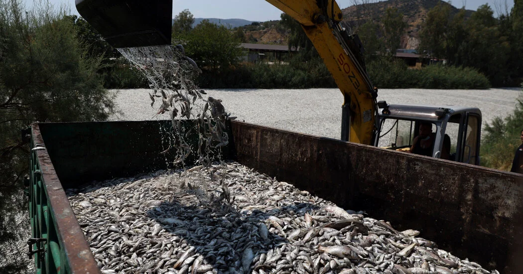 100-Plus Tons of Dead Fish, and Their Smell, Swamp a Greek Port City