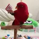 birb