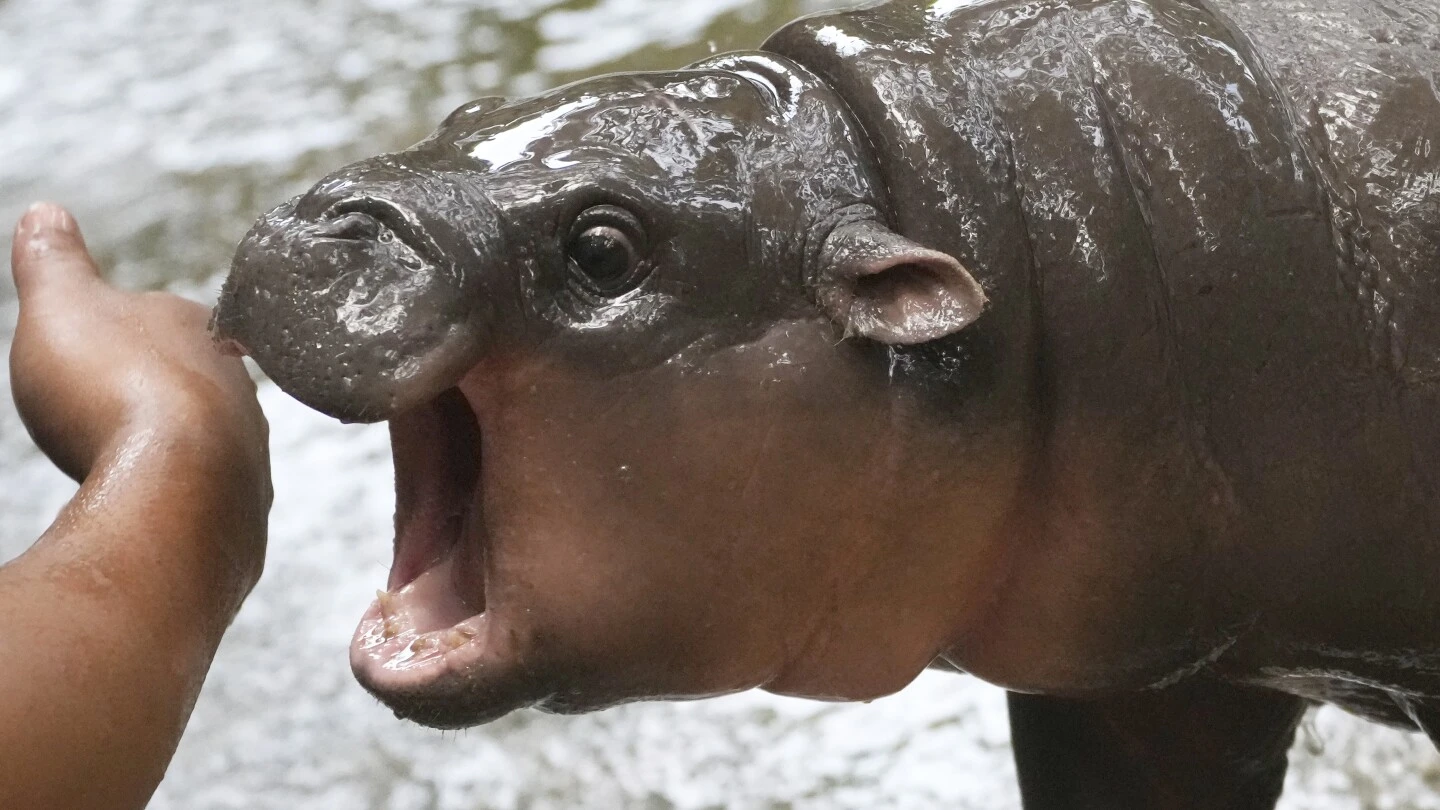 Thailand's adorable pygmy hippo Moo Deng has the kind of face that launches a thousand memes