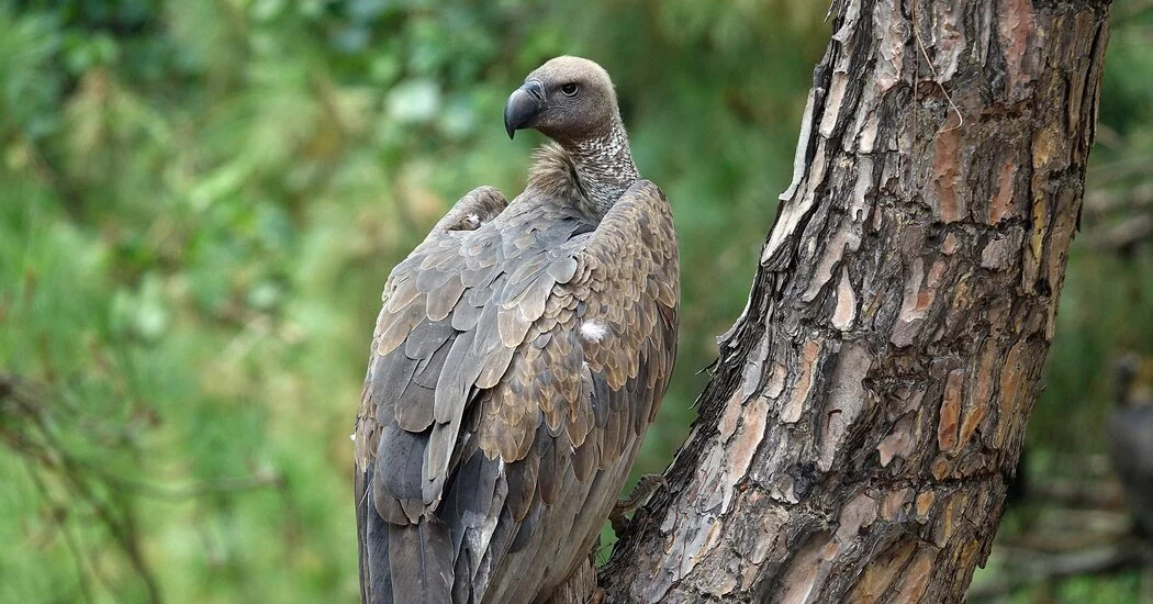 How a Crisis for Vultures Led to a Human Disaster: Half a Million Deaths