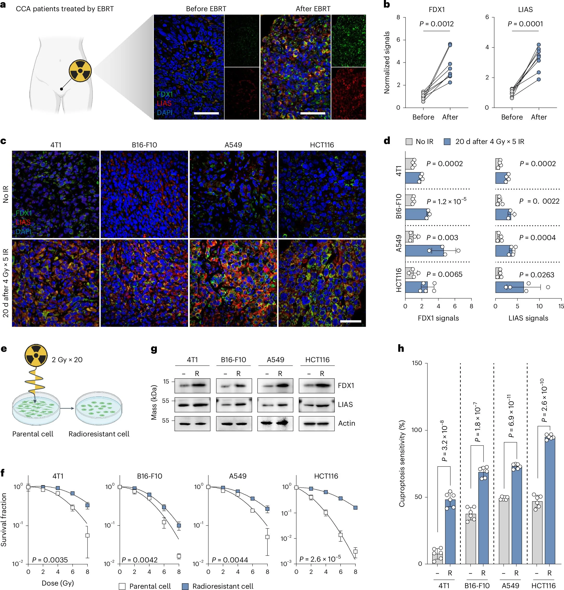 Copper-based nanocapsules shown to enhance radiotherapy effectiveness