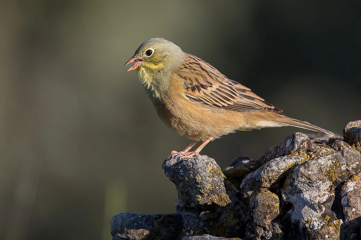 Ortolan bunting - Wikipedia