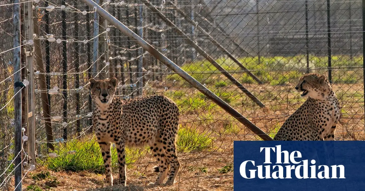 First cheetah cubs born in India in more than seven decades die in heatwave