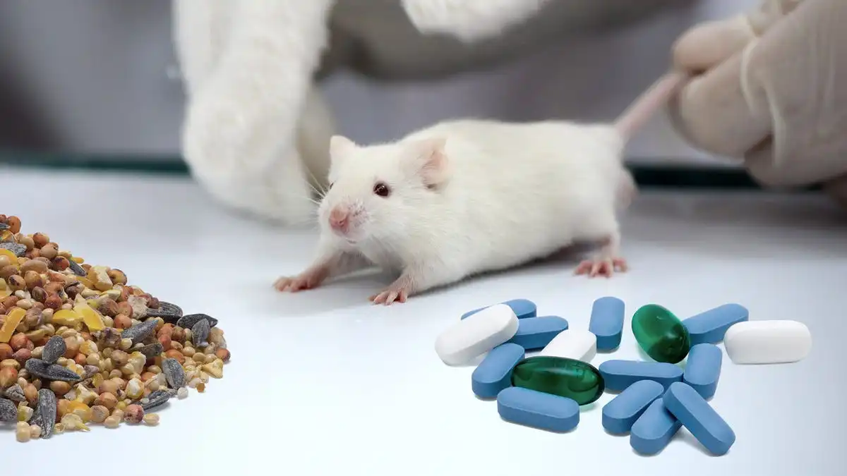 Researchers Train Mice To Choose Between Life-Saving Medications And Other Essentials