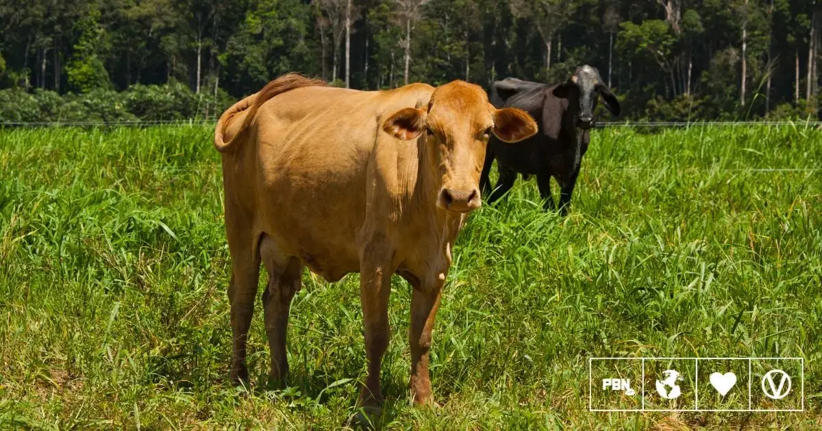 Brazil Court Fines Rancher $50 Million For Illegal Deforestation