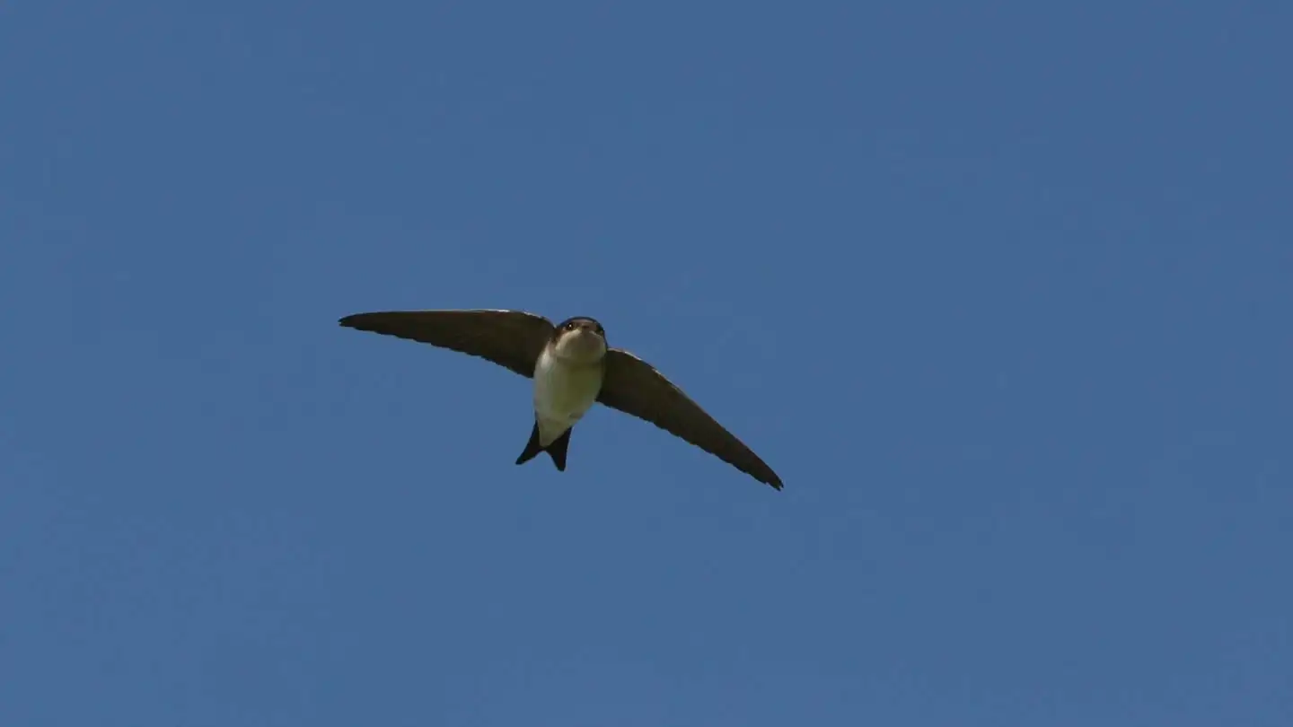 NABU: Schwalben am Bodensee retten nicht möglich - Warme Temperaturen könnten helfen