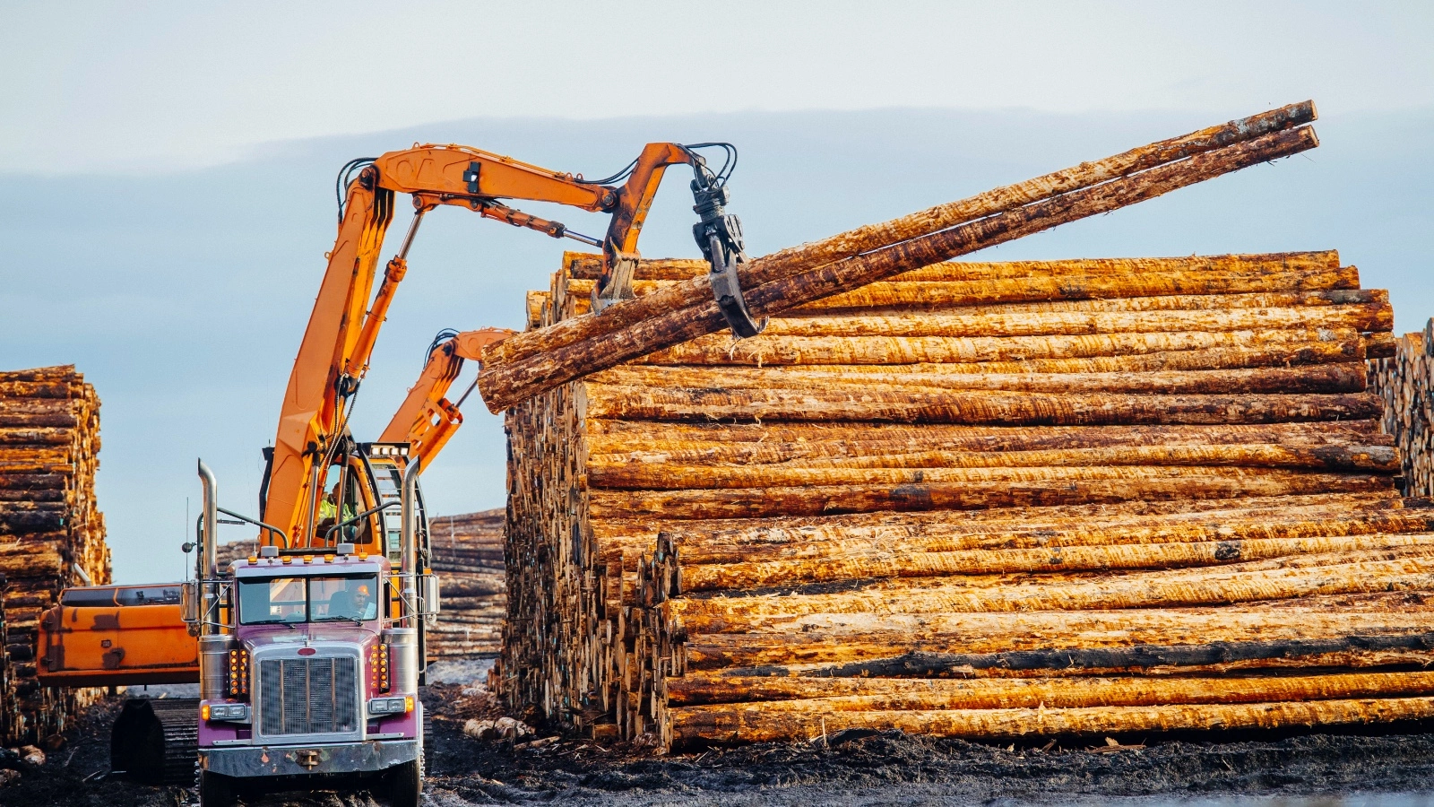 Wood isn't the climate-friendly material you think it is