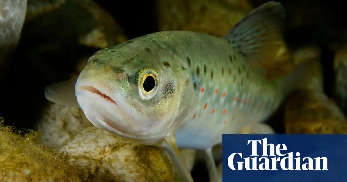 Meth-addict fish, aggro starlings, caffeinated minnows: animals radically changed by human drugs – study