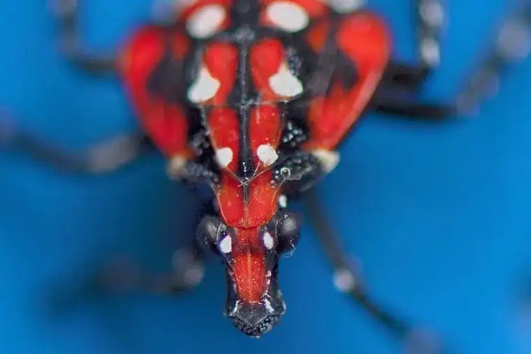 It’s been a decade since the lanternfly landed in Pennsylvania. Is it as bad as we feared?