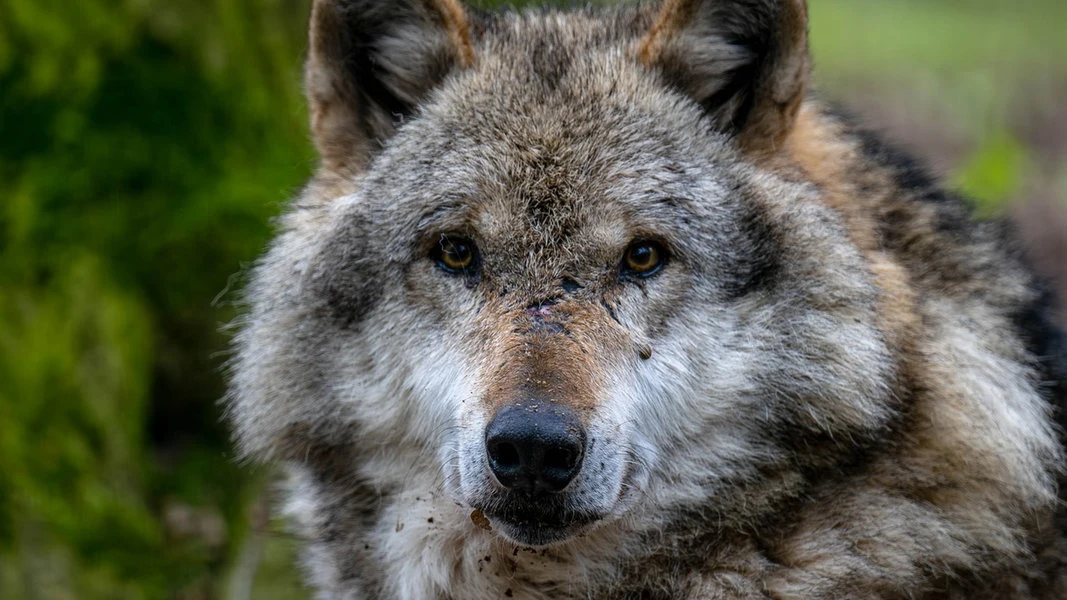 Wolf offenbar getötet, zerteilt und in Mittellandkanal geworfen