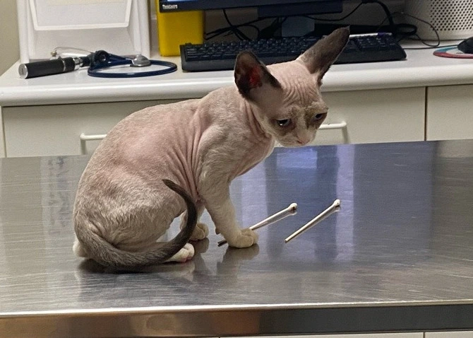 A naked cat sitting on a vet's table looking absolutely miserable, with like a hundred wrinkles on its weeks-old forehead. It's tumblr user pangur-and-grim's kitten Belphegor.