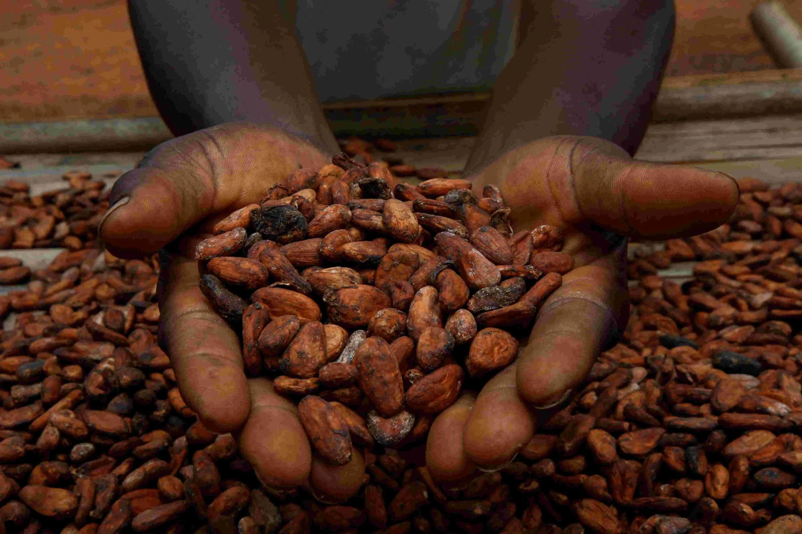 African cocoa plants run out of beans as global chocolate crisis deepens  | Reuters News Agency