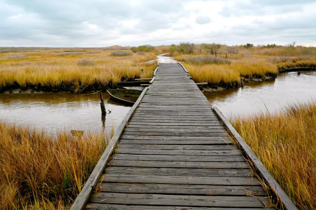 When a Retired Scientist Suggested Virginia Weaken Wetlands Protections, the State Said, No Way - Inside Climate News