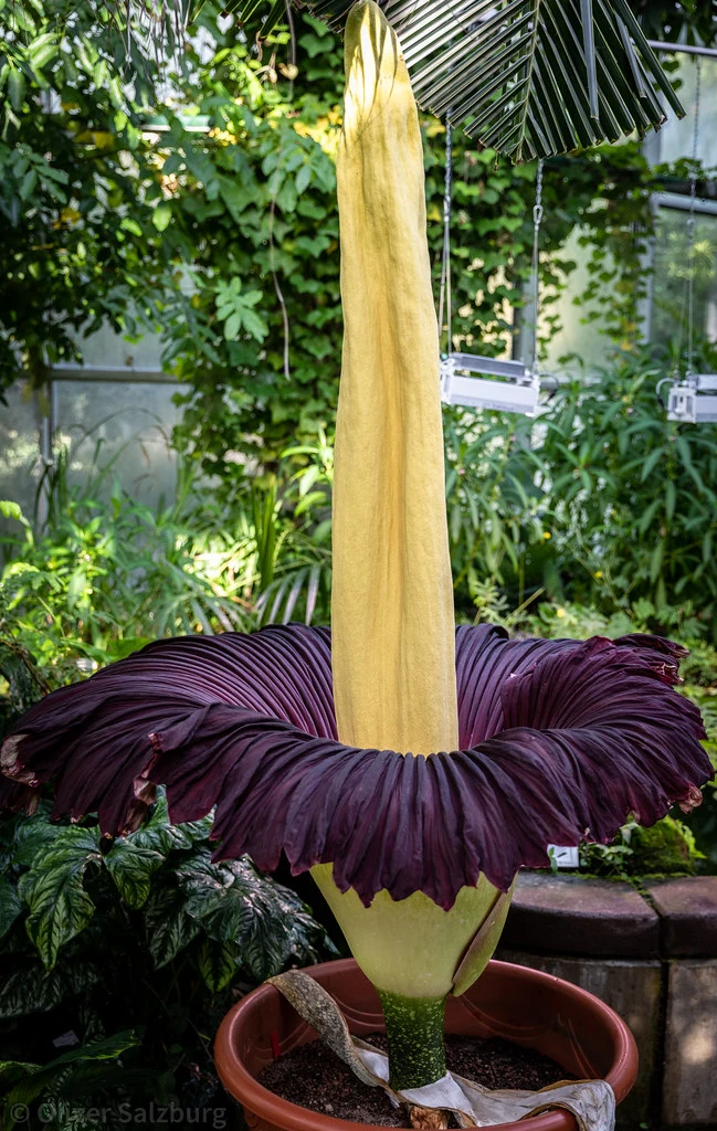 Corpse flower (amorphophallus titanum) in bloom