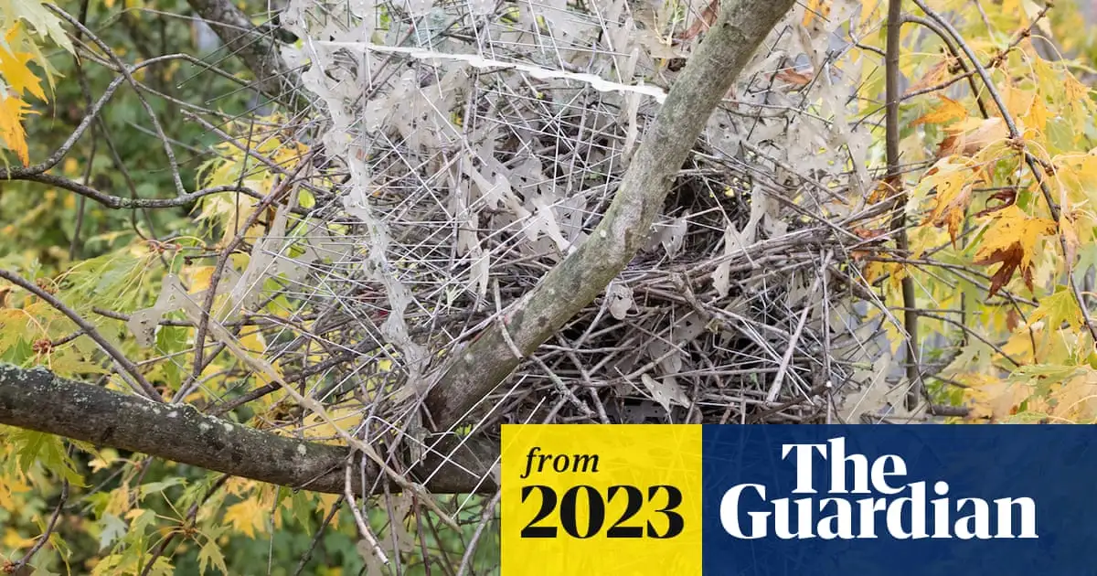 Crows and magpies using anti-bird spikes to build nests, researchers find