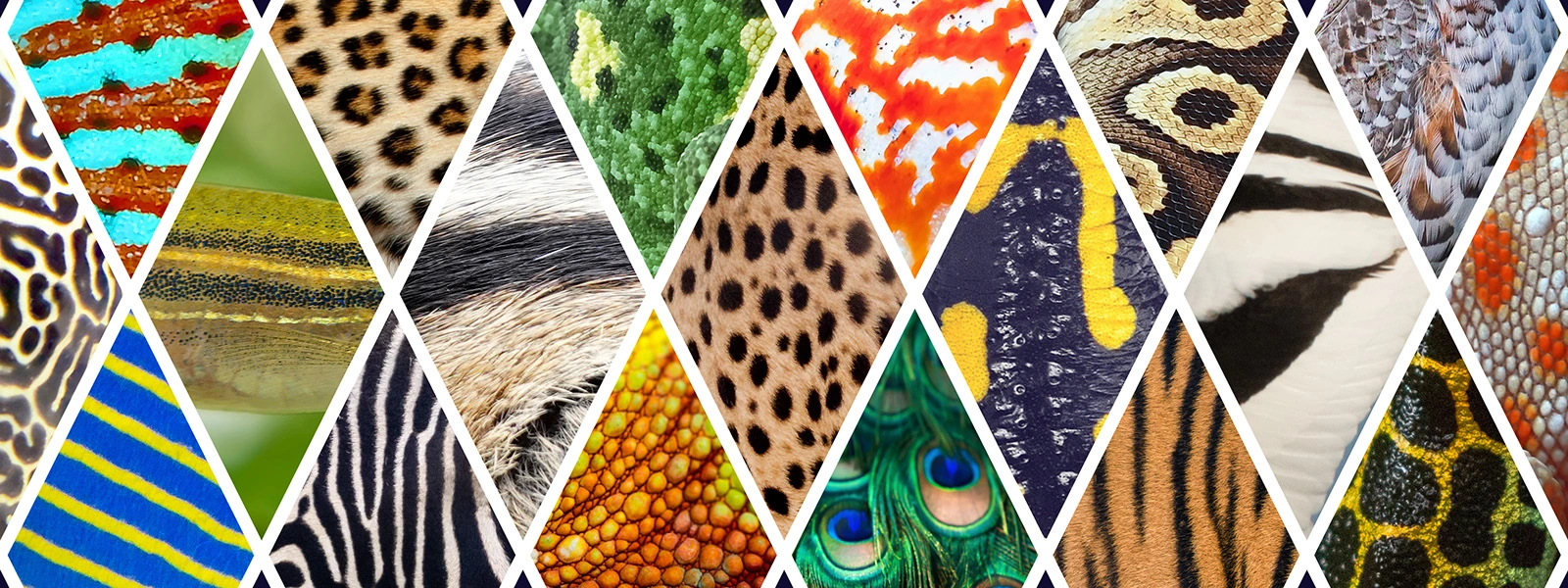 Spots, stripes and more: Working out the logic of animal patterns