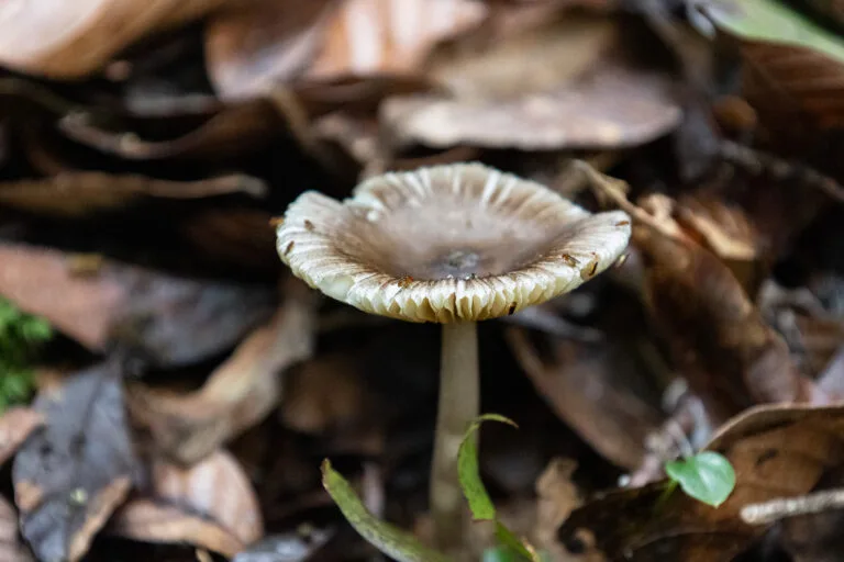 To save endangered trees, researchers in South America recruit an army of fungi