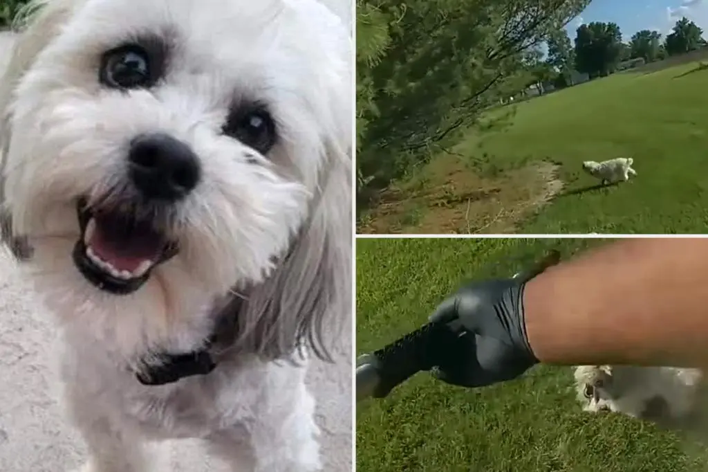 Distressing video shows Missouri cop gun down lost 13-pound deaf and blind dog: ‘What am I supposed to do?’