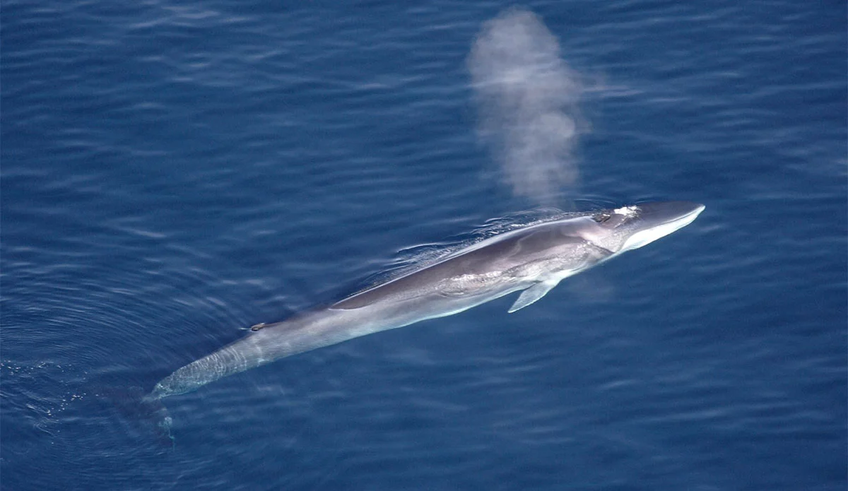 Japan Kills First Fin Whale Despite Global Condemnation