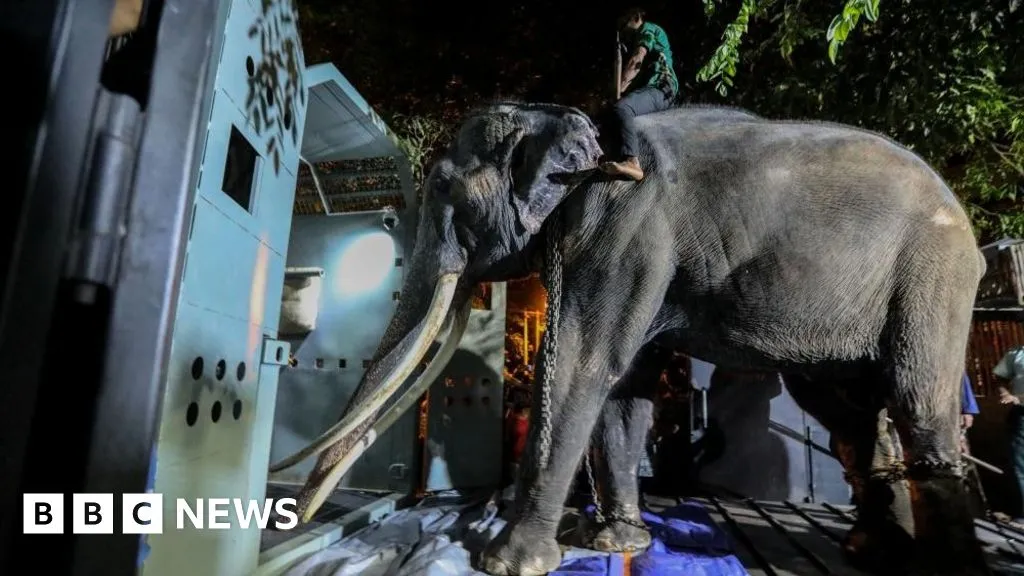 Thai elephant flown home after alleged abuse in Sri Lanka