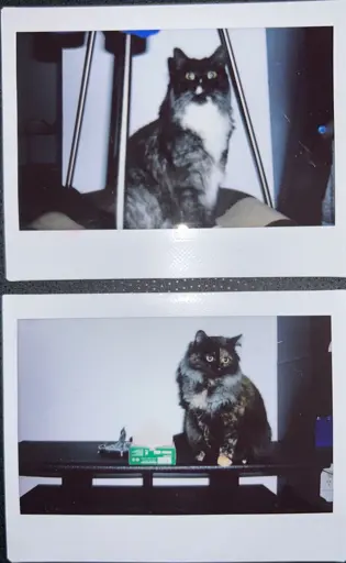 Top half: Analog photo of a grey and white long haired cat sitting on a cardboard bed under a coat rack. The picture was taken at night with a forced flash. It is of mediocre quality, out of focus, and the subject is blurry.  Bottom half: Analog photo of a tortoiseshell sitting on an empty coffee table against a white wall. The only things next to the cat are the empty wrapper and empty box of the paper for this photo.