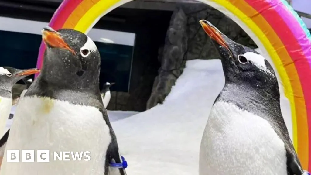 Sphen the penguin, one half of gay 'power couple', dies age 11